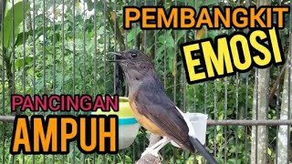 Download lagu Murai betina | Murai batu betina memanggil jantan untuk pembangkit emosi murai langsung gacor❗shama mp3