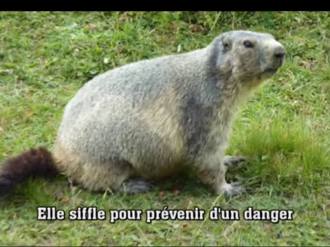 download lagu mp3 mp4 Photos La Marmotte 2013, download lagu Photos La Marmotte 2013 gratis, unduh video klip Photos La Marmotte 2013