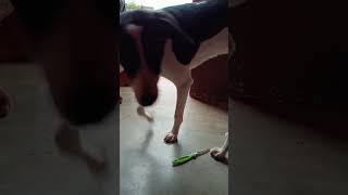The Cute Dog Is Eating Cucumber #shorts #pet #dog
