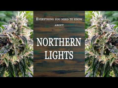 Northern Lights | Best Buds Strain Spotlight