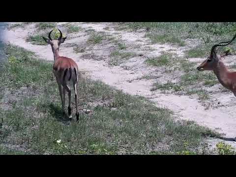 Djuma: Impala bachelor herd - 10:53 - 11/24/2022