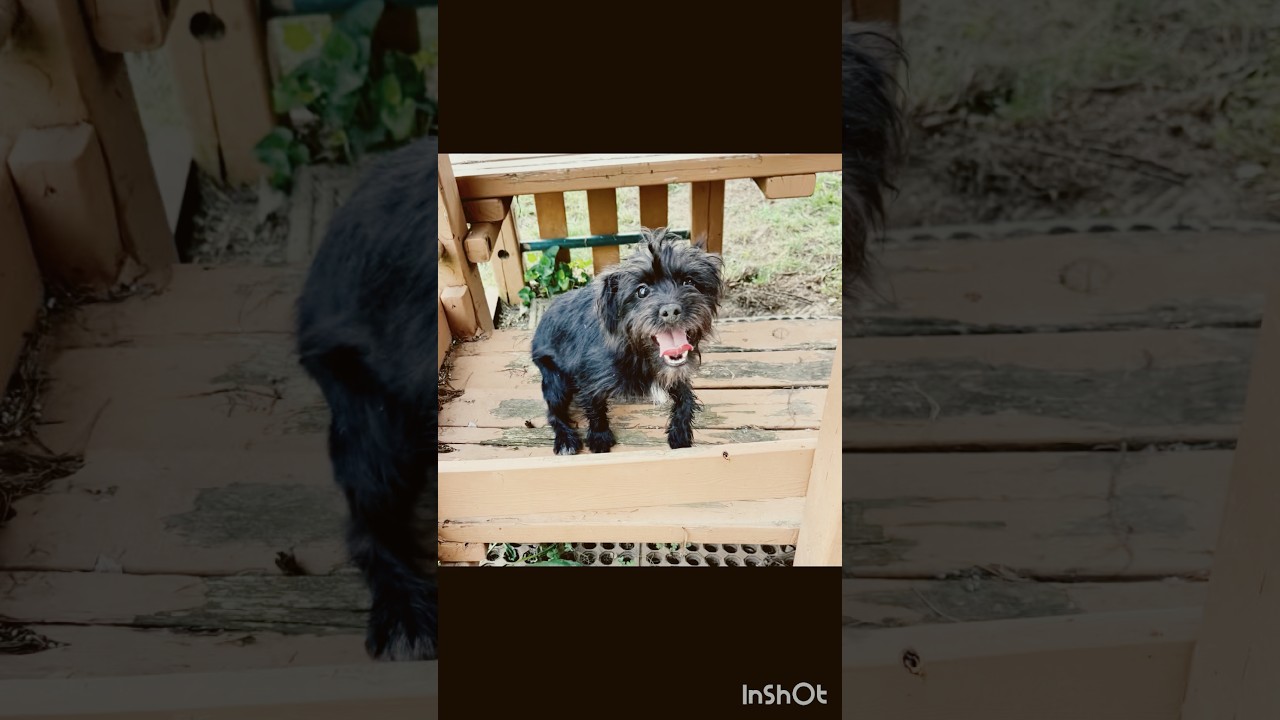Enlarge Kari, an adopted mixed breed in Millsboro, DE video 6/6