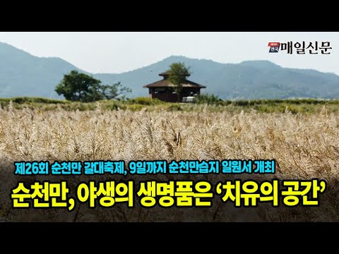 순천만, 야생의 생명을 품은 치유의 공간... '제26회 순천만 갈대축제' 팡파르