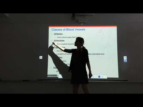 Blood Vessels Part 1.1