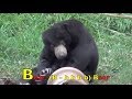BEAR A To Z ABC PHONICS SONG Part 2 PRESCHOOL K 3 Learn English