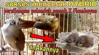 Download lagu HYBRID persilangan pelanduk semak dengan Flamboyan...Breeding mania. mp3