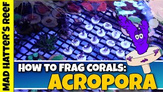 Fragging Acropora Corals from My Reef Tank