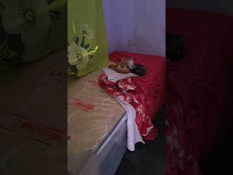 Tapiramutá,interior da Bahia #viralvideo #donadecasa