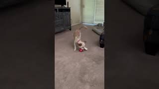 Video preview image #1 Mutt Puppy For Sale in Corona, CA, USA