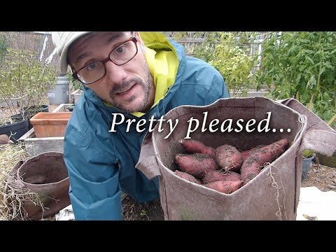 Wow! Harvesting Sweet Potatoes in Fabric Pots Video