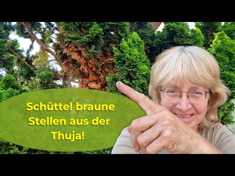 Save the Thuja, quickly remove the brown needles.