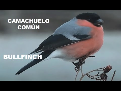 CAMACHUELO COMÚN | BULLFINCH | Pyrrhula pyrrhula