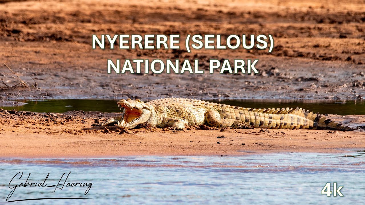 Video safari fotografico Parco Nazionale Nyerere
