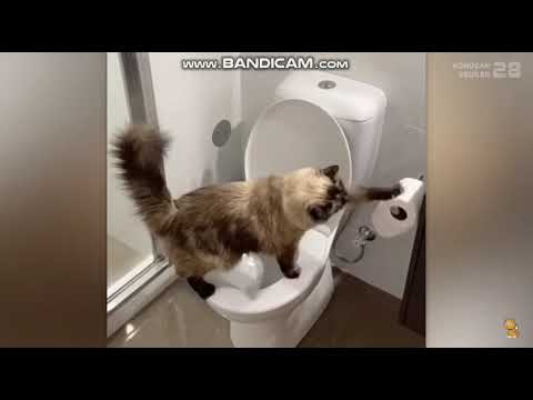 Konuşan Kediler 28- En komik kedi videoları