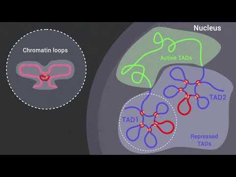Epigenetics and Polycomb Proteins Snippet2: Roles in transcriptional repression
