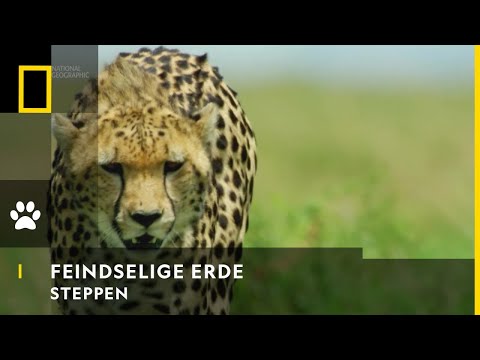 FEINDSELIGE ERDE - Steppen | National Geographic
