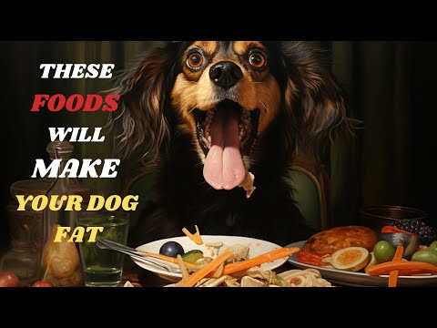 The Best Foods To Make Your Dog Gain Weight! The Ultimate Guide To Helping Underweight Dogs