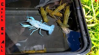 1 in MILLION BLUE LOBSTER CAUGHT in STORM DRAIN!