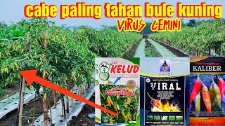 Download lagu BENIH CABE RAWIT PALING TAHAN BULAI KUNING / VIRUS GEMINI !!! mp3 Download lagu BENIH CABE RAWIT PALING TAHAN BULAI KUNING / VIRUS GEMINI !!! mp3