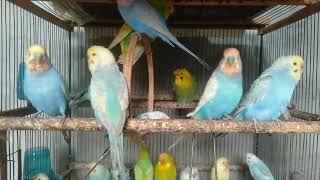 初心者でも簡単！インコケージDIYで快適空間を作る