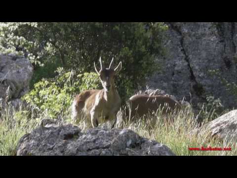Cabra montés ( Capra pyrenaica ) Mountain Goat