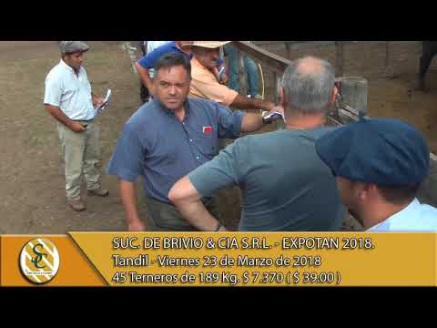 23-03-18 Venta de Machos - Suc. de Brivio & Cia S.R.L. EXPOTAN 2018 - Tandil