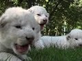 Four Newborn White Lion Cubs Born in Zoo