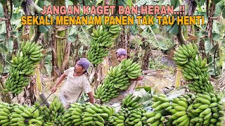 Download lagu JANGAN KAGET DAN HERAN..!! SEKALI MENANAM PANEN TAK TAU HENTI mp3