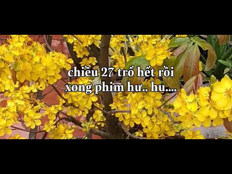 On the afternoon of December 27 this year, most of the apricot blossoms bloomed early.