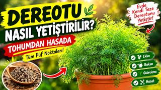 Saksıda Dereotu Nasıl Yetiştirilir? 🌿 Tohumdan Hasada Tüm Püf Noktaları!