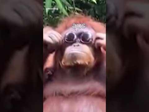 Die Dawgs sehen scharf aus #lustig #witzig #funny #tiere #animals #meme #lachen #happy #2homiedawgs