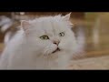 Stuart Little 2 Funny Scene In Hindi 1