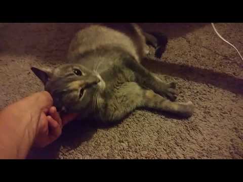 Norm (aka Norma Jean) loving Arielle and I up... Such a sweet Grandkitty!