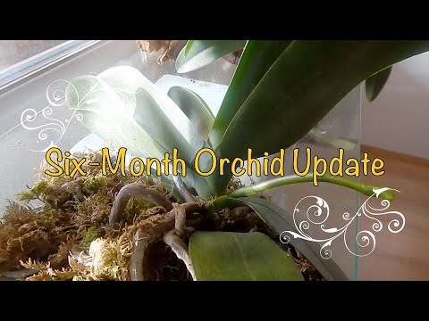6-Month Orchid Update 💐 Growth, Roots & Bloom Progress