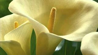 Download lagu Caffein - Tiara mp3 Download lagu Caffein - Tiara mp3