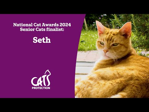 Seth | The cat whose purr has healing properties | National Cat Awards 2024