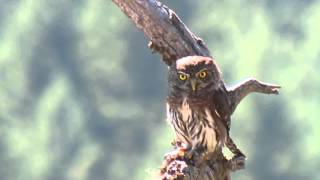 preview picture of video 'Northern Pygmy Owl, Little Mountain near Parksville BC, Canada Sept 28, 2014'