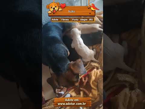 Vídeo de kuke 