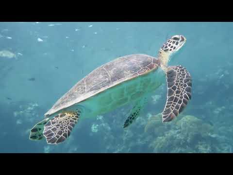 Some life on the housereef