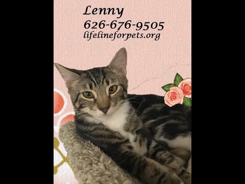 Lucky LENNY!, an adoptable Tabby in Monrovia, CA_image-1