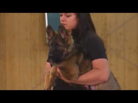 Striker von Prufenpuden 11 Week Old Super Dog Wow! German Shepherd Sable Protection