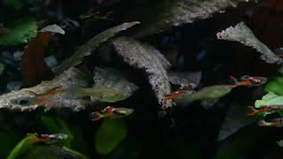 My 4 Favorite Aquarium Fish (Freshwater)