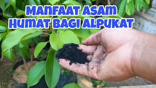 Download lagu PENTING !! Manfaat Asam Humat Bagi Pohon Alpukat mp3