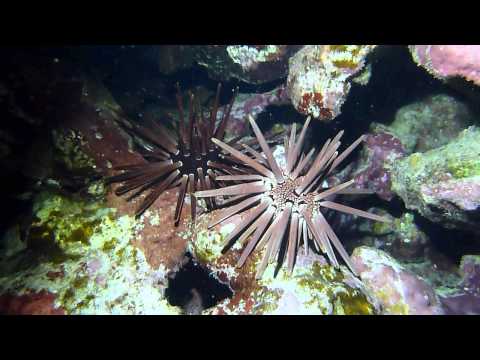 Dahab 2012: Tauchen mit Kalle