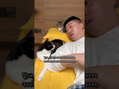 안방 기싸움 하는 고양이