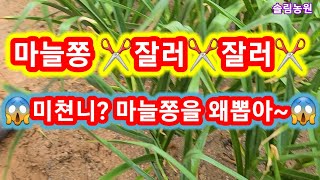 마늘쫑은 뽑는게 아니라 잘라야 합니다 마늘쫑 뽑는시간,시기,방법