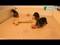 Yorkshire Terrier dogs for sale: Elmer - Video 1