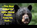 Scary Bear Attacks: Stephen Vouch Was Pulled From His Tent By This Bear