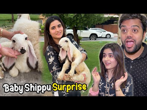 Aroob Ko Baby Shippu Ka Surprise De Diya 😍🐑 | Mama Ko Shak Ho Geya 😱