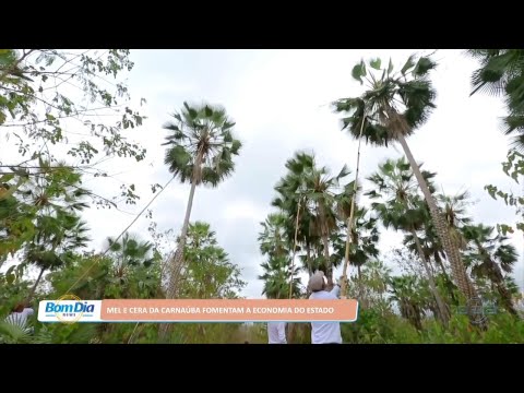 Mel e Cera da Carnaúba fomentam a economia do Estado do Piauí 19 10 2022